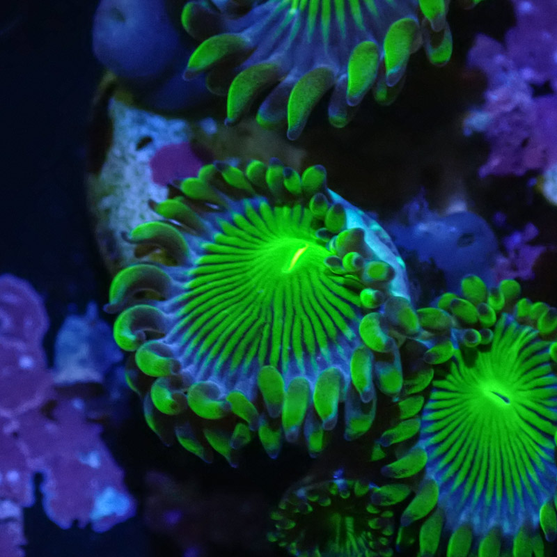 Zoanthus MC Blue Panama Zoanthus MC Blue Panama