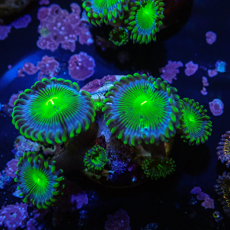 Zoanthus MC Blue Panama Zoanthus MC Blue Panama