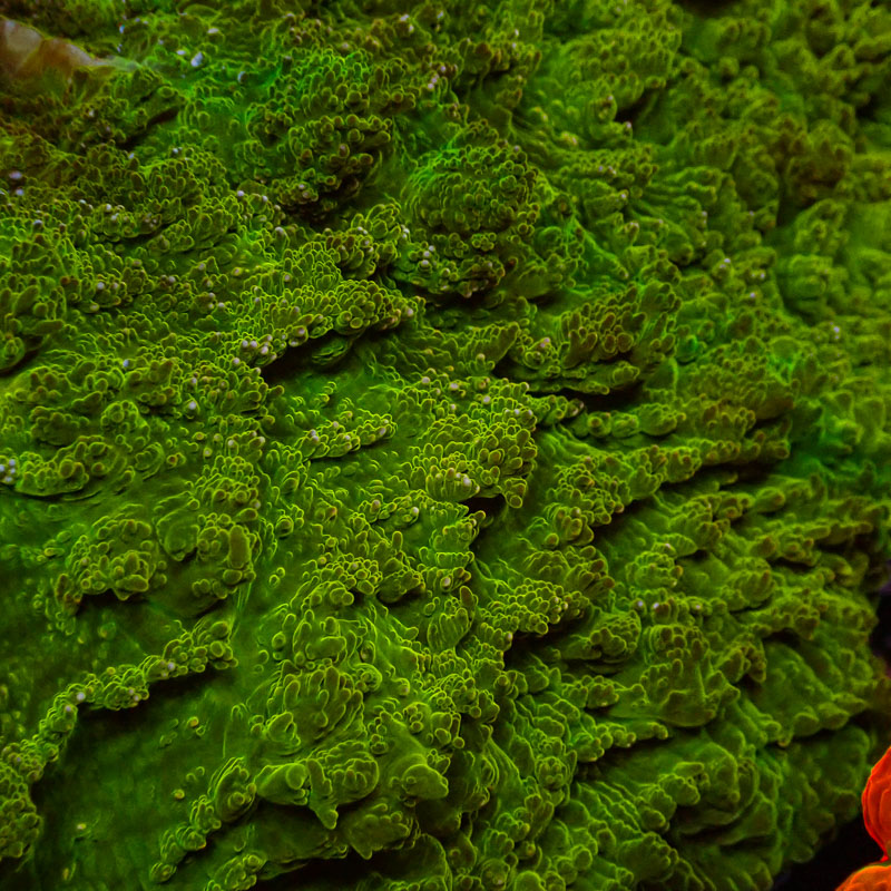 Acanthophyllia Acanthophyllia