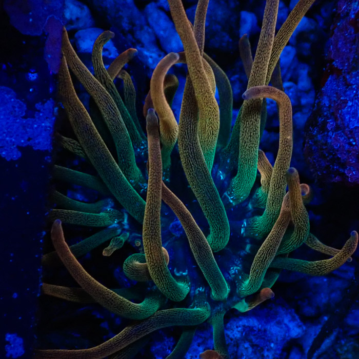 Entacmaea MC Quadricolor Sunburst Entacmaea MC Quadricolor Sunburst