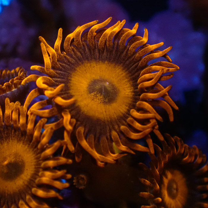 Zoanthus MC Oxid Orange