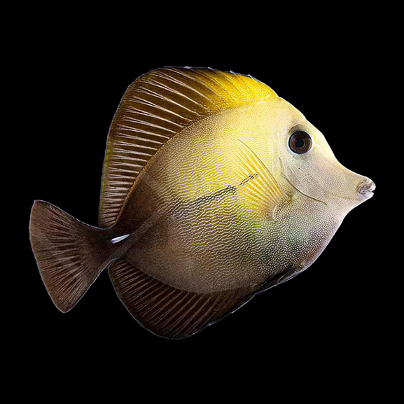 Brauner Segelflossen Doktorfisch Brauner Segelflossen Doktorfisch