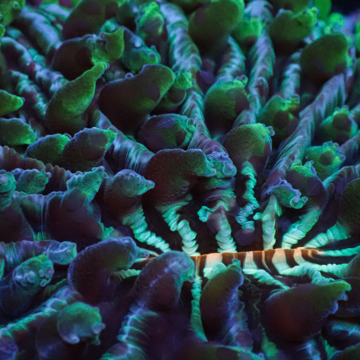 Fungia Rainbow Fungia Rainbow