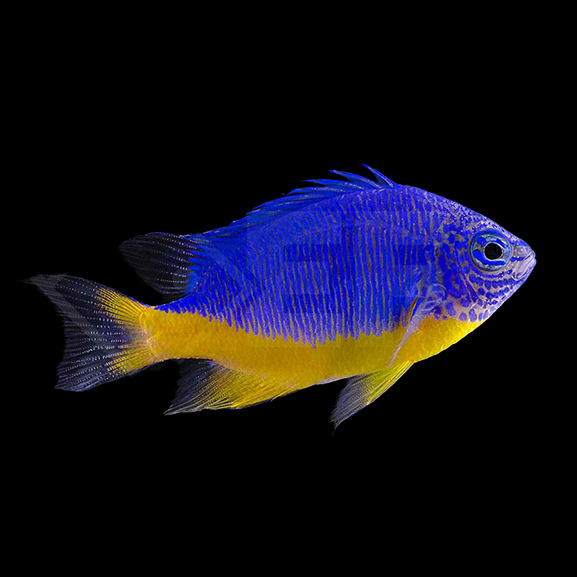 Azur Demoiselle Azur Demoiselle