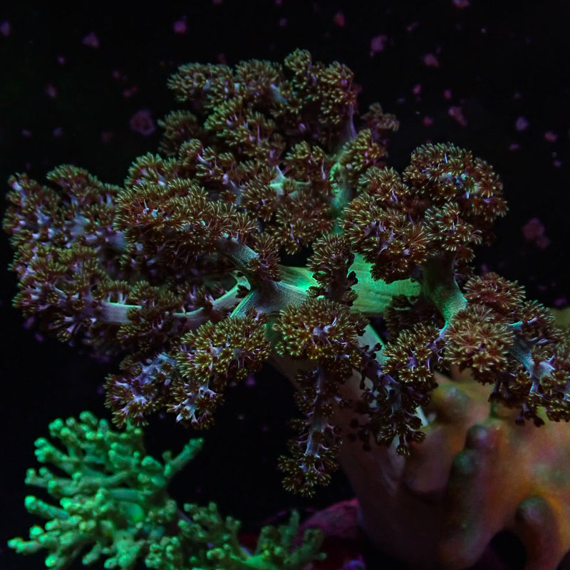 Lederkoralle Lederkoralle