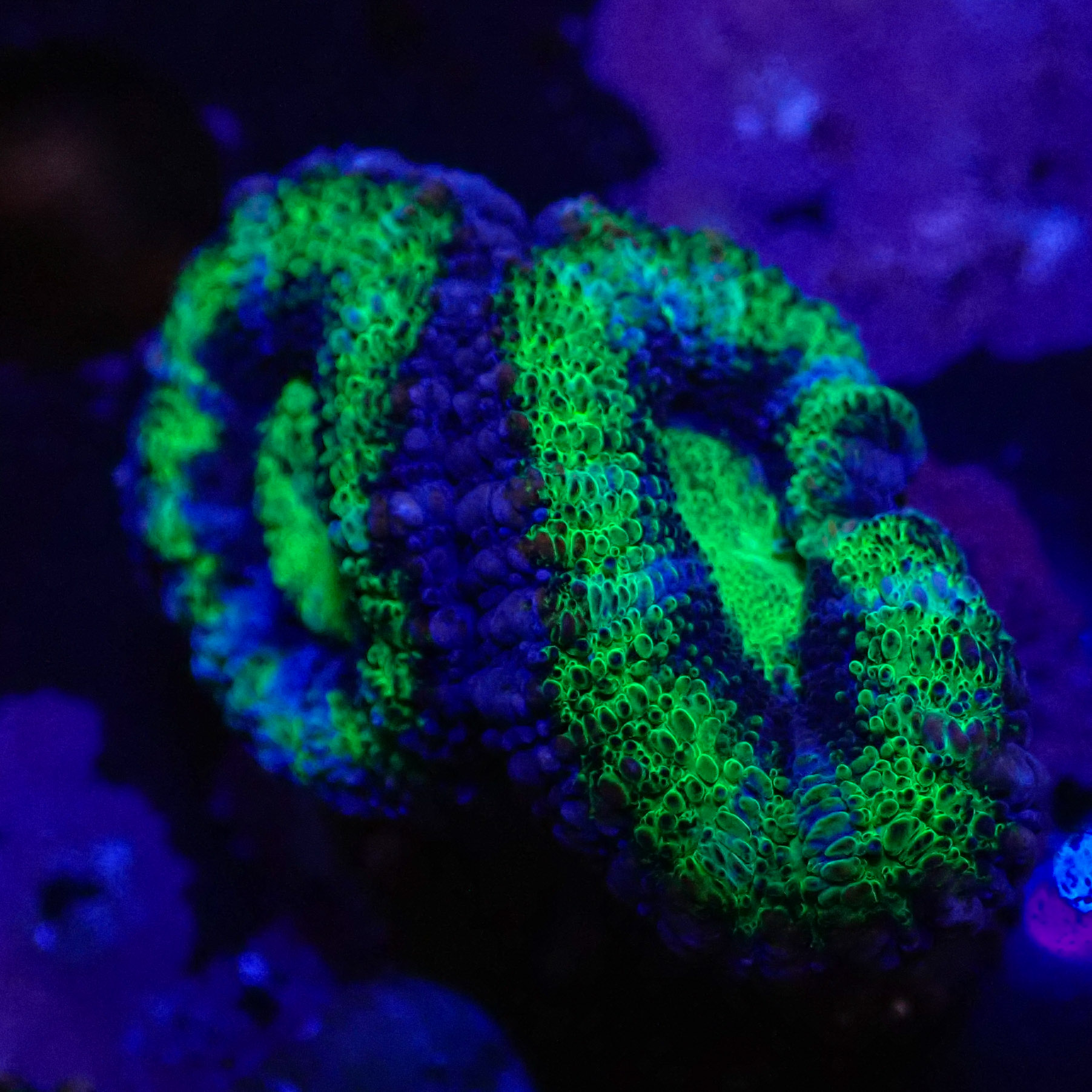 Acanthastrea lordhowensis DNZ Frag 03 Acanthastrea lordhowensis DNZ Frag 03