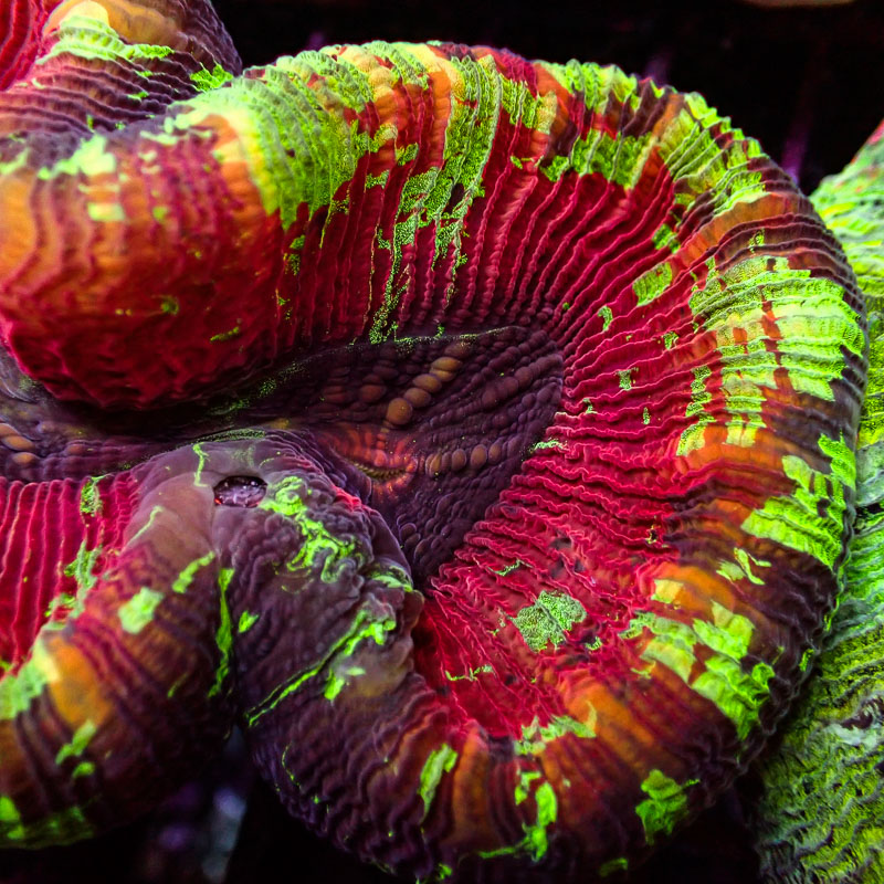 Trachyphyllia Trachyphyllia