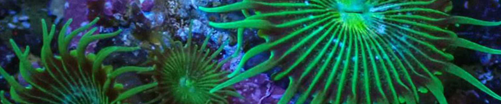 Palythoa Kolonie mit orangegrünem Polypenkranz