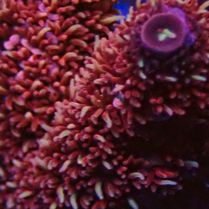 Acropora Red Dragon Acropora Red Dragon