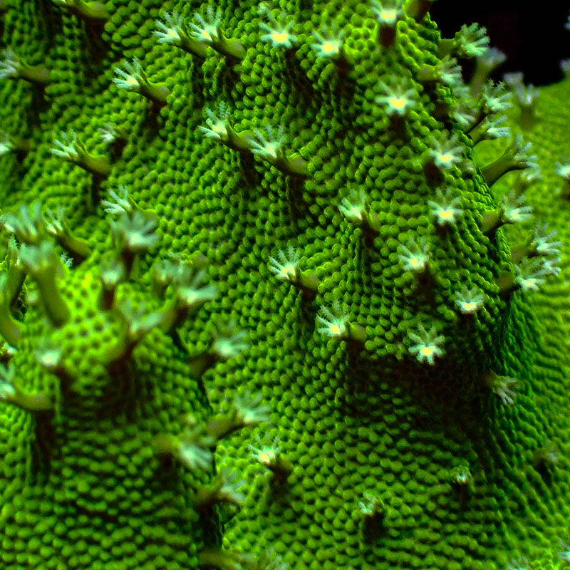 Lederkoralle Lederkoralle