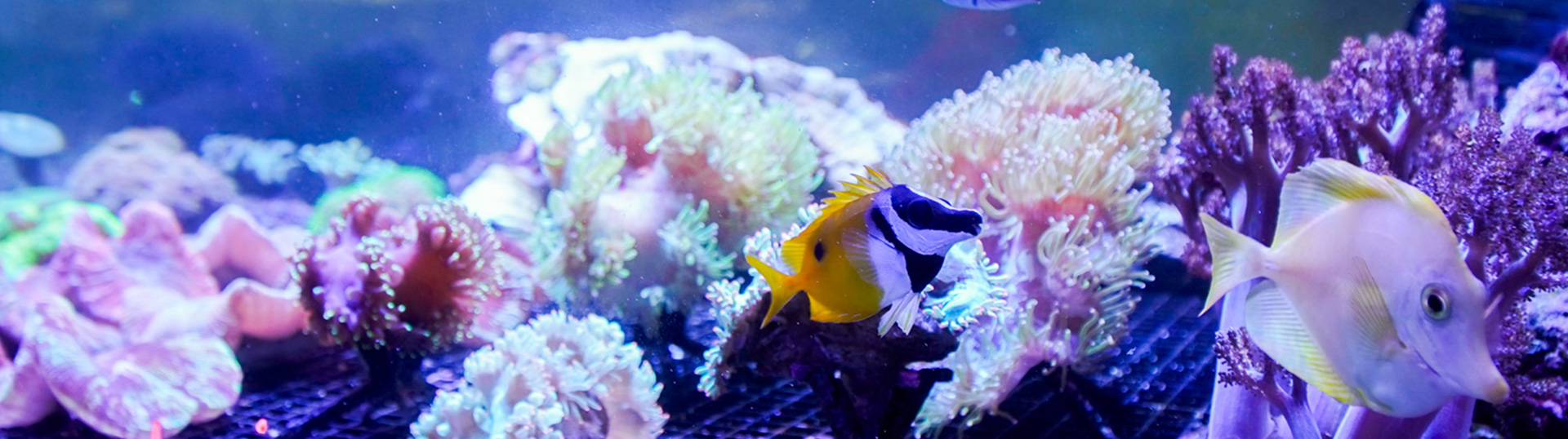 Riffkompatible Fische im Schaubecken des TMC – ideal für dein Aquarium