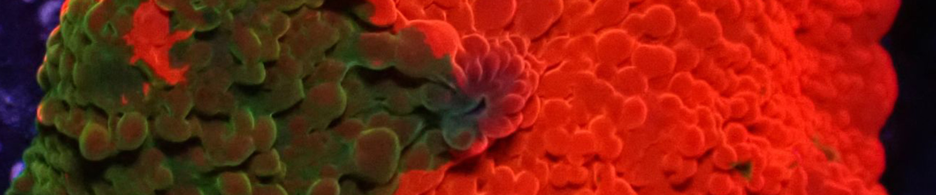 discosoma-kategorie-header Discomosa Pilzkoralle rot-grün – farbenfrohe Weichkoralle mit kräftigem Muster