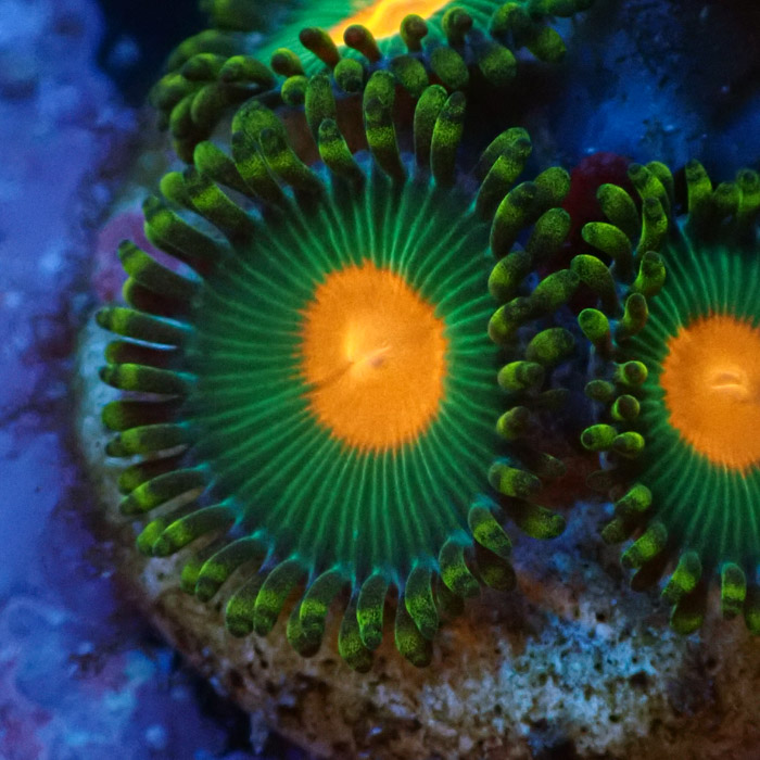 Zoanthus Green Bay Packers Zoanthus Green Bay Packers