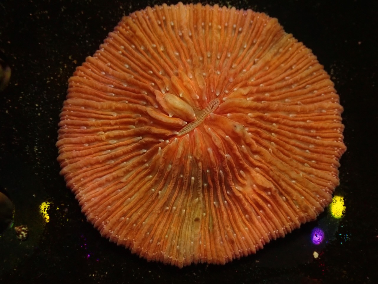 Fungia Bicolor Fungia Bicolor