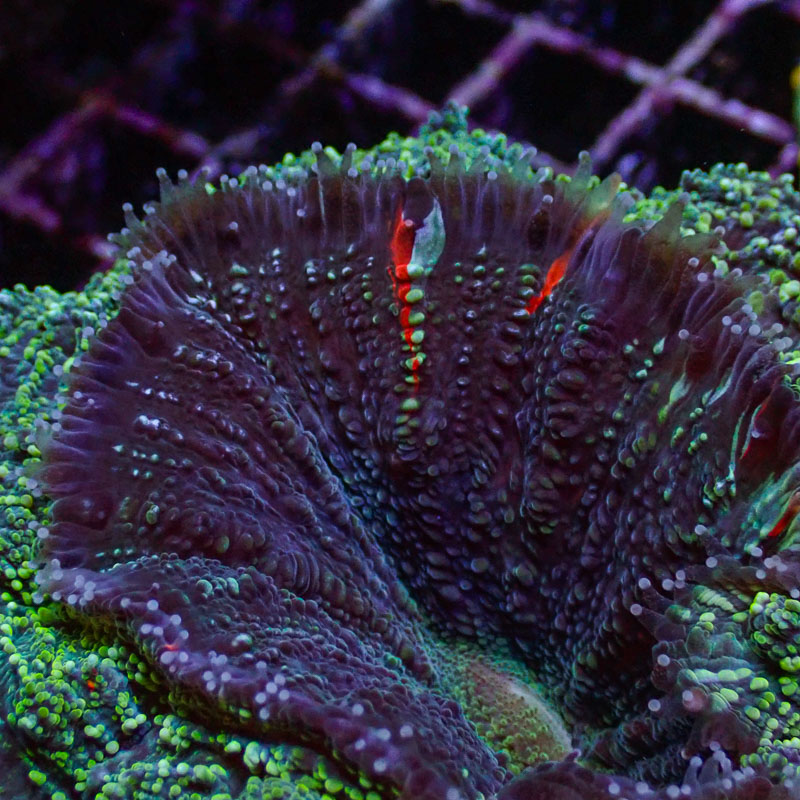 Acanthophyllia Acanthophyllia