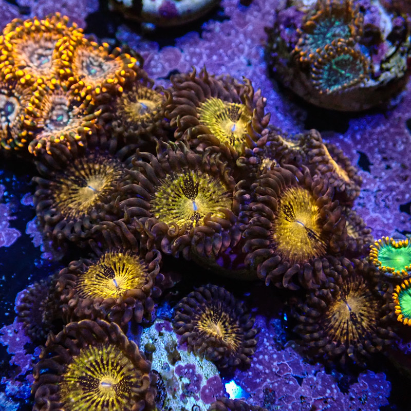 Palythoa MC Reverse Spacemonster Frag 01