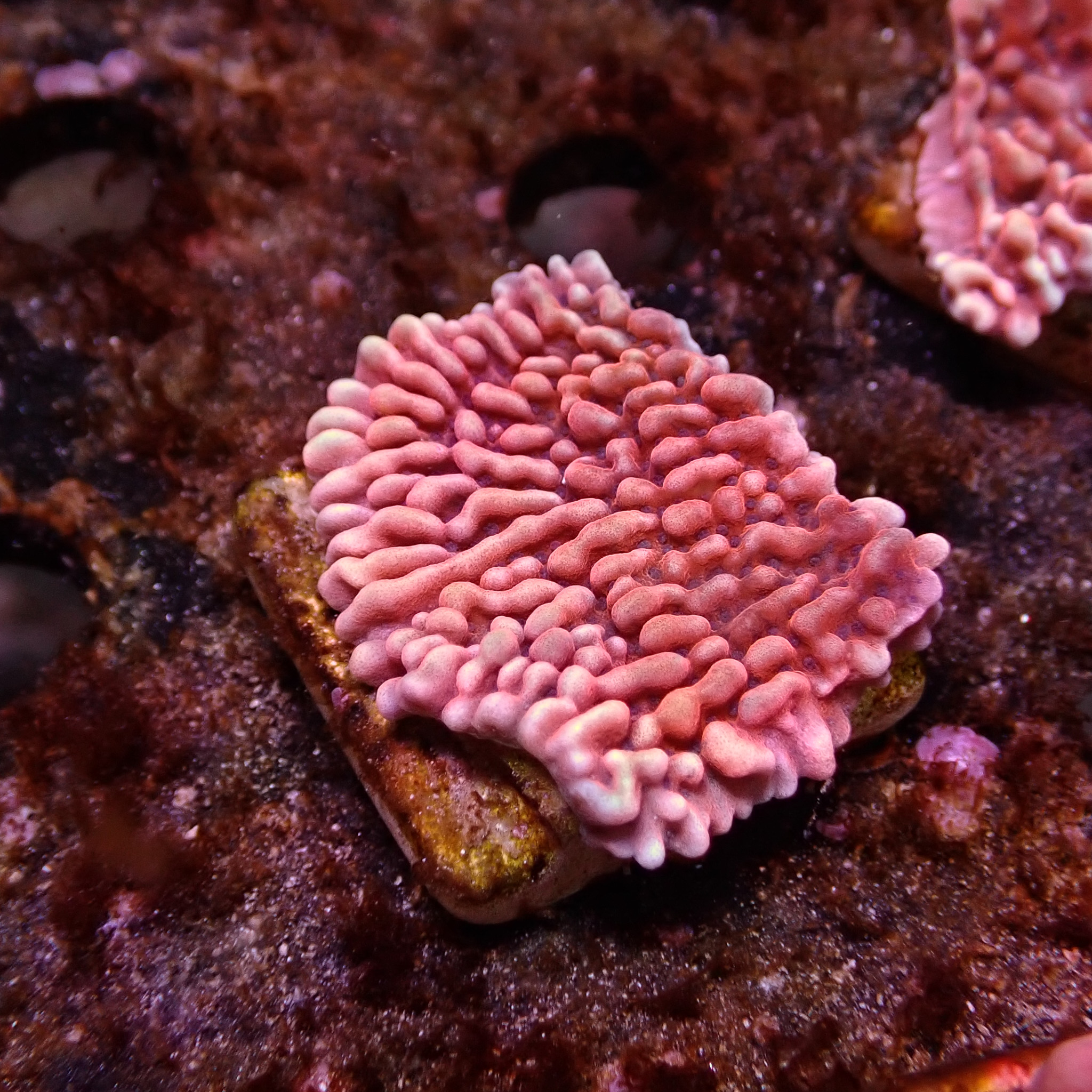 Montipora Mean Streak Frag 09 Montipora Mean Streak Frag 09