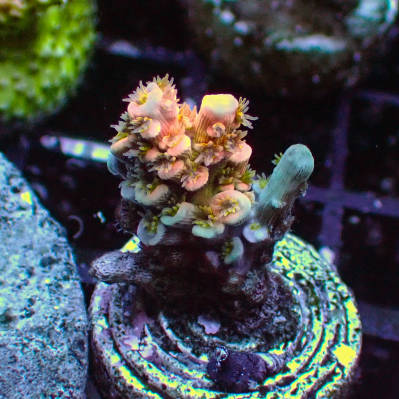 MC Acropora Jawdropper 9 Tricolor DNZ MC Acropora Jawdropper 9 Tricolor DNZ
