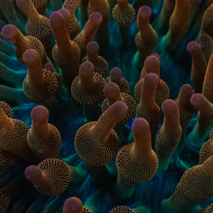 Entacmaea MC Quadricolor Sunburst