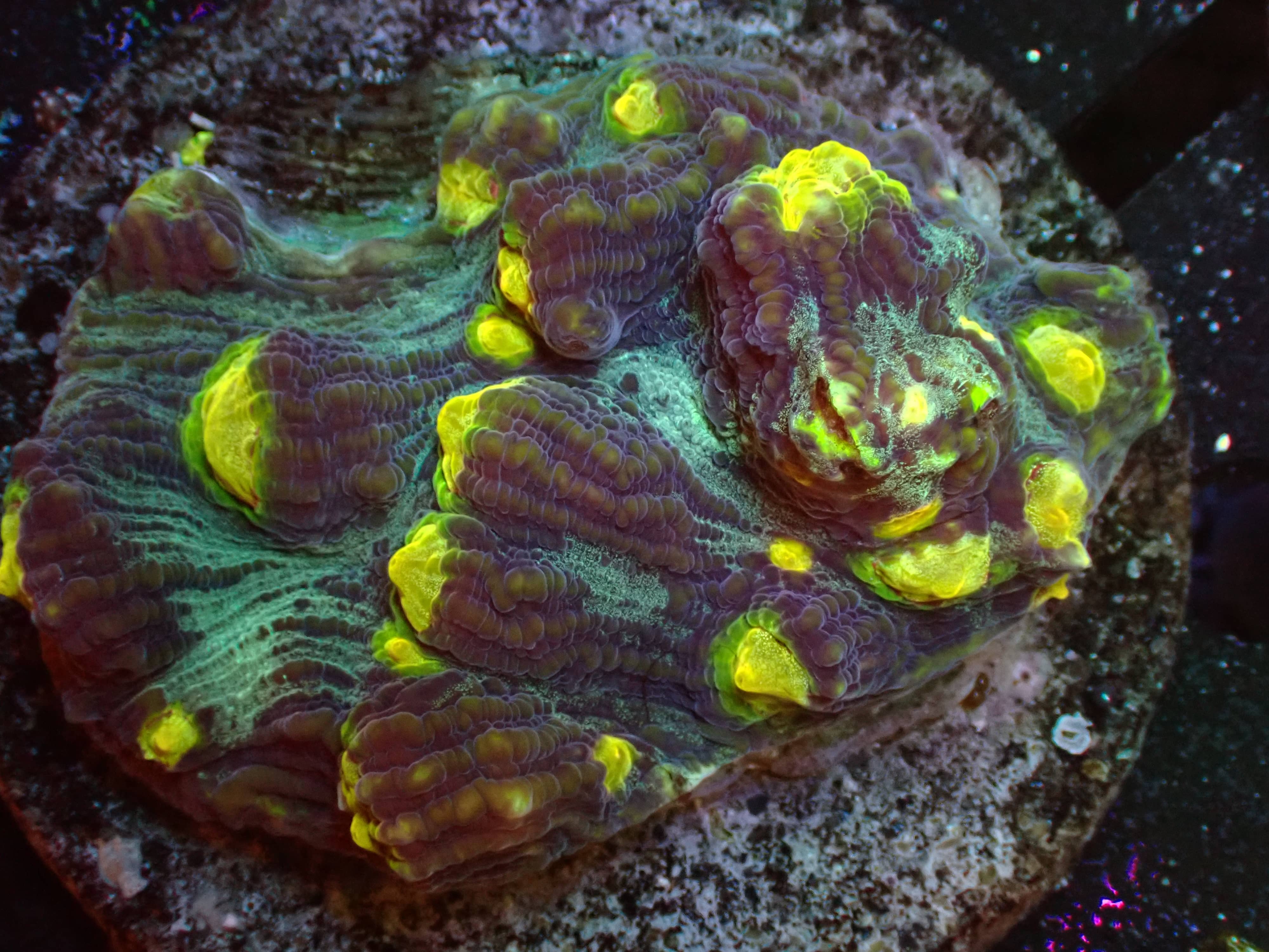 Mycedium 