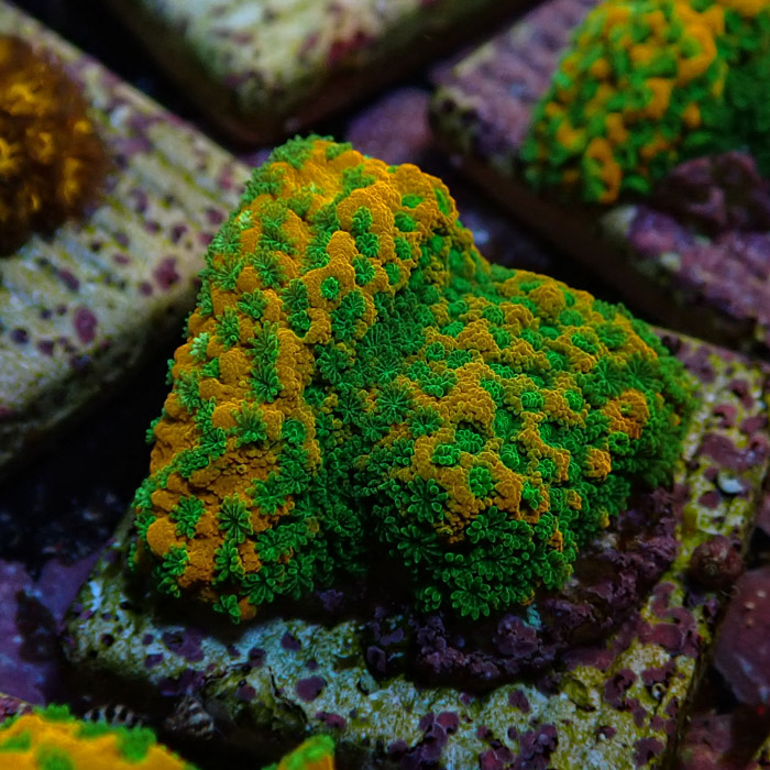 Montipora MC Sweet Tooth Frag 07 Montipora MC Sweet Tooth Frag 07