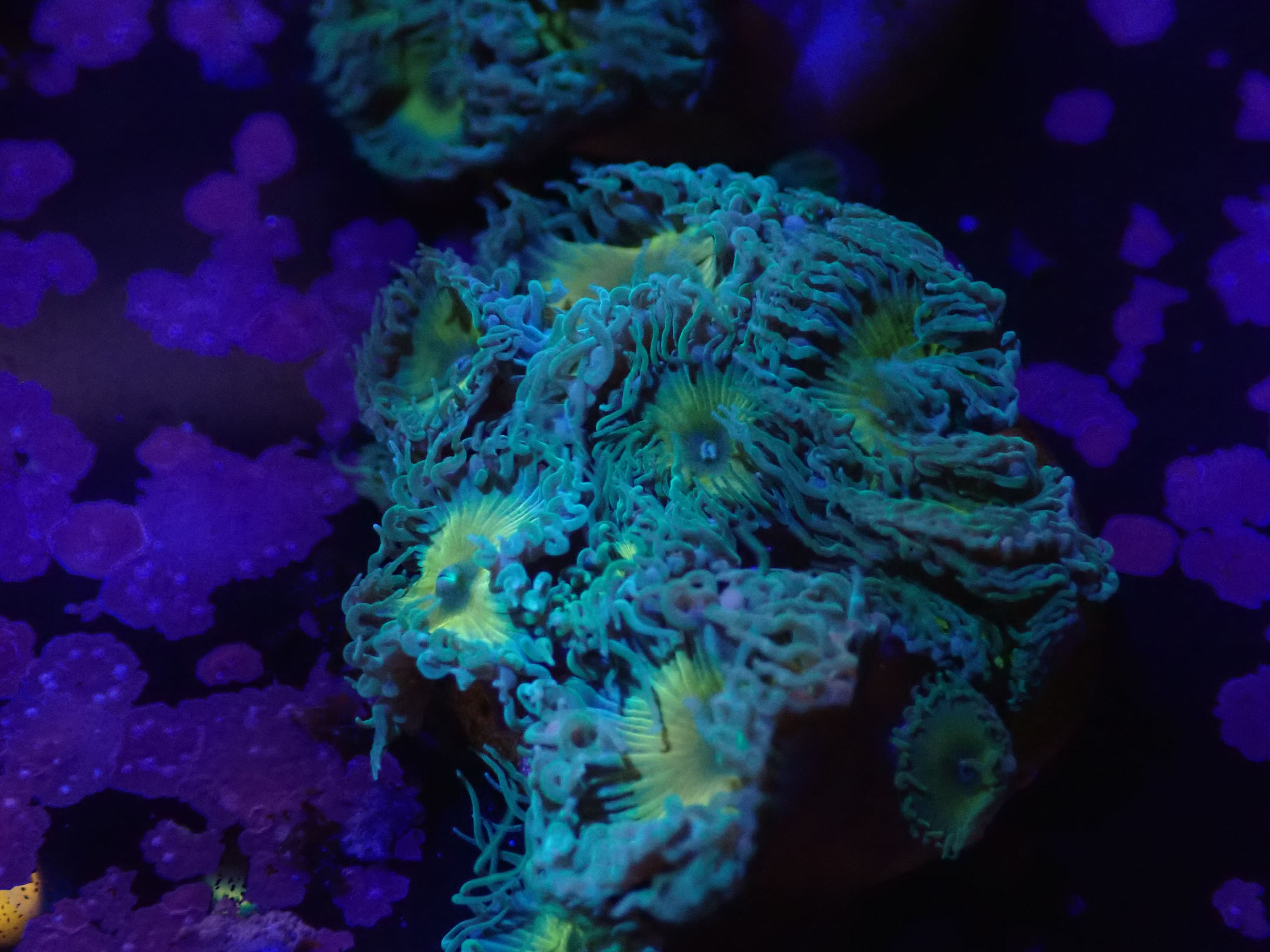 Palythoa Captain Jerk DNZ