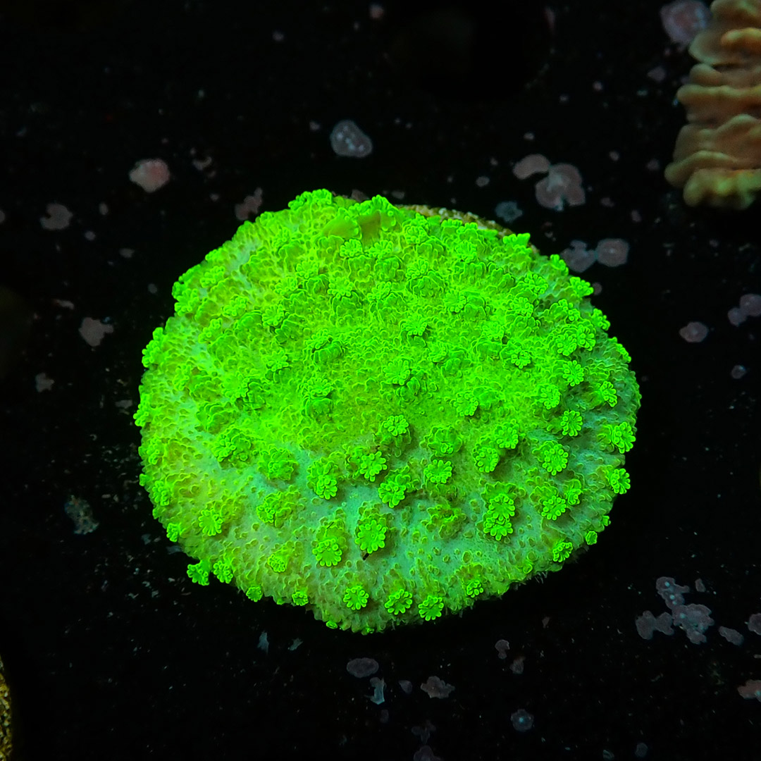 Montipora Toxic Frag 06 Montipora Toxic Frag 06