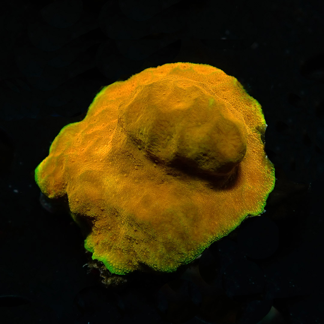 Psammocora Golden Orange Frag 02 Psammocora Golden Orange Frag 02