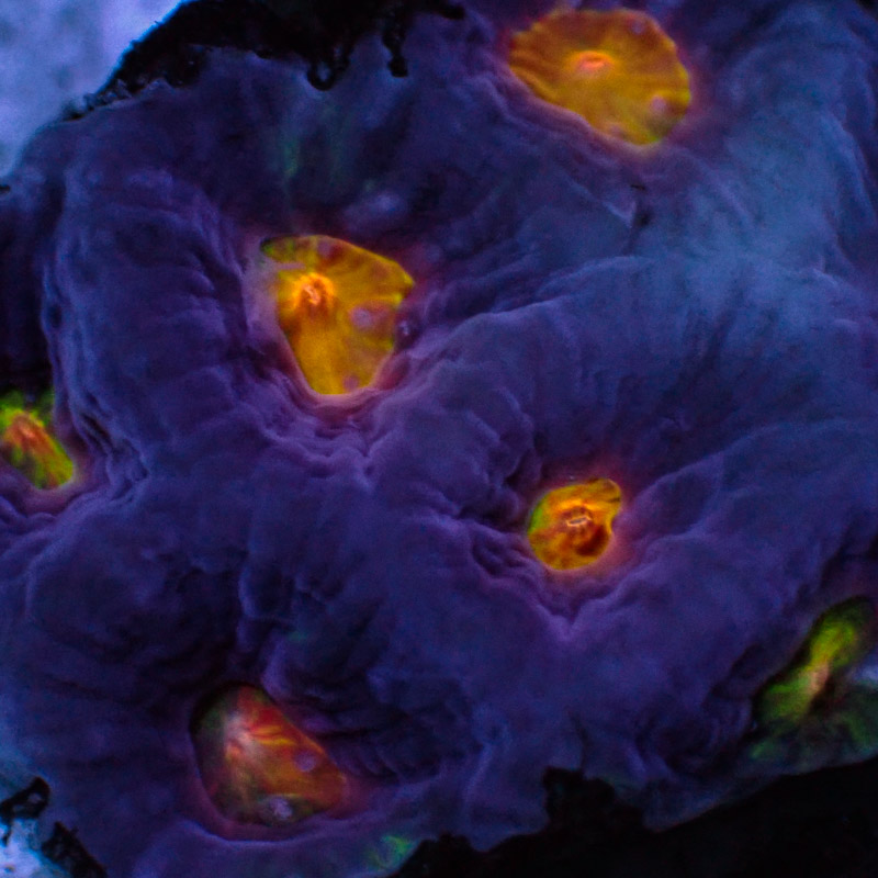 Favia MC Blue Bird Frag 01