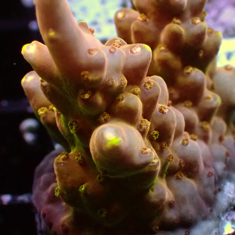 MC Acropora Jawdropper Tricolor 6 DNZ MC Acropora Jawdropper Tricolor 6 DNZ