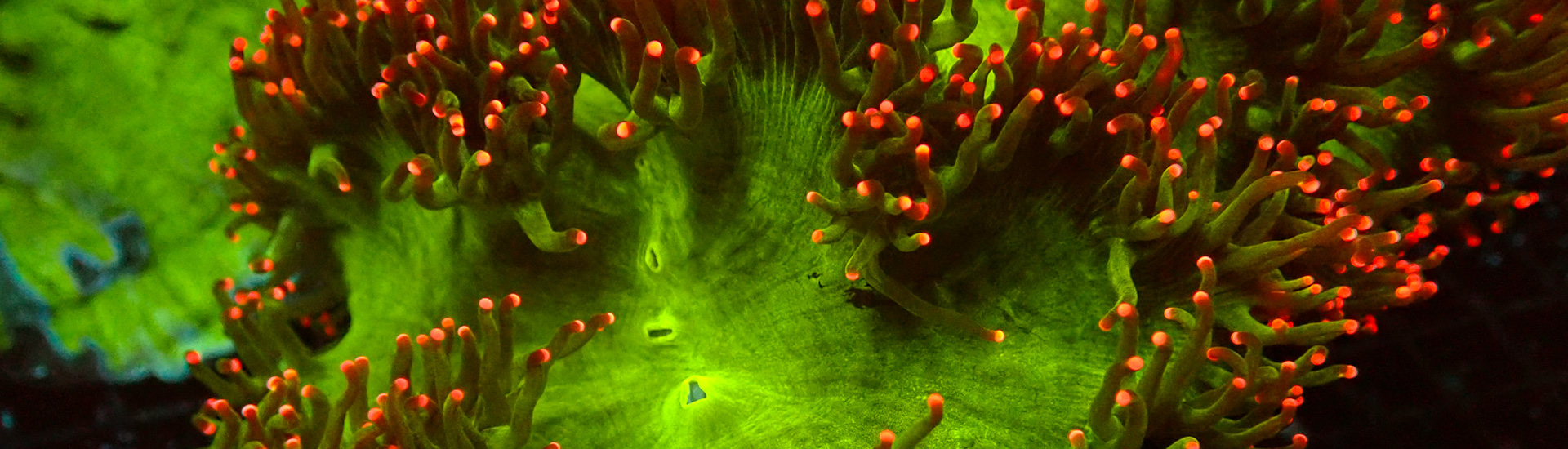 catalaphyllia-whatsapp Catalaphyllia LPS Koralle – elegante Bewegung und leuchtende Farben