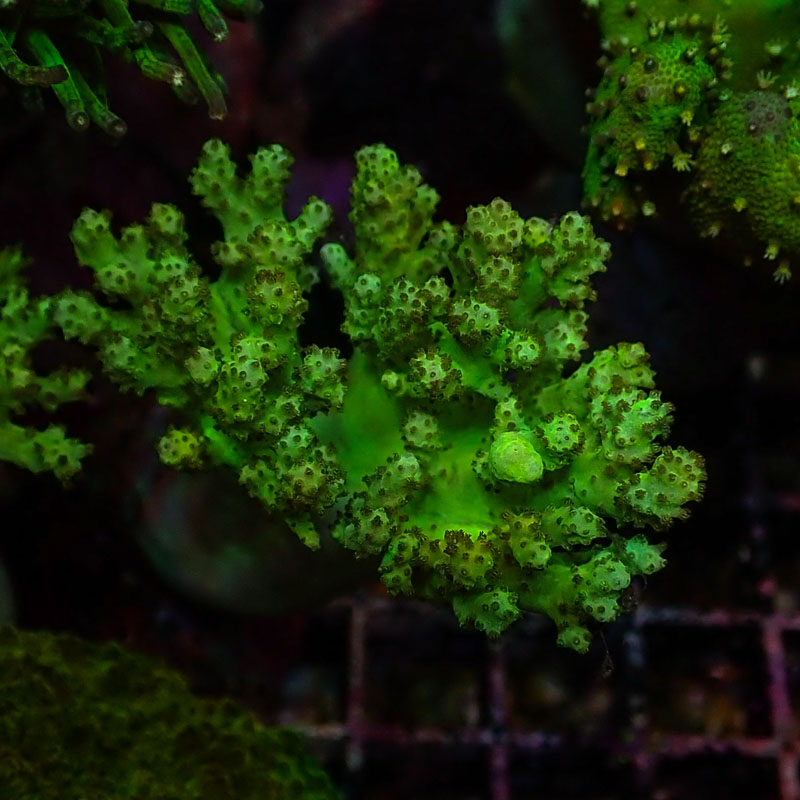 Lederkoralle Lederkoralle