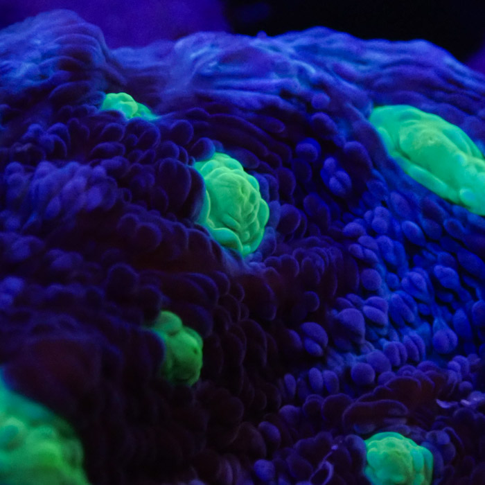 Chalice MC Chernobyl Frag 04 Chalice MC Chernobyl Frag 04