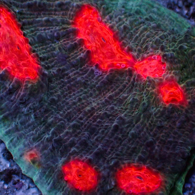 Chalice MC Green Wing Frag 02 Chalice MC Green Wing Frag 02