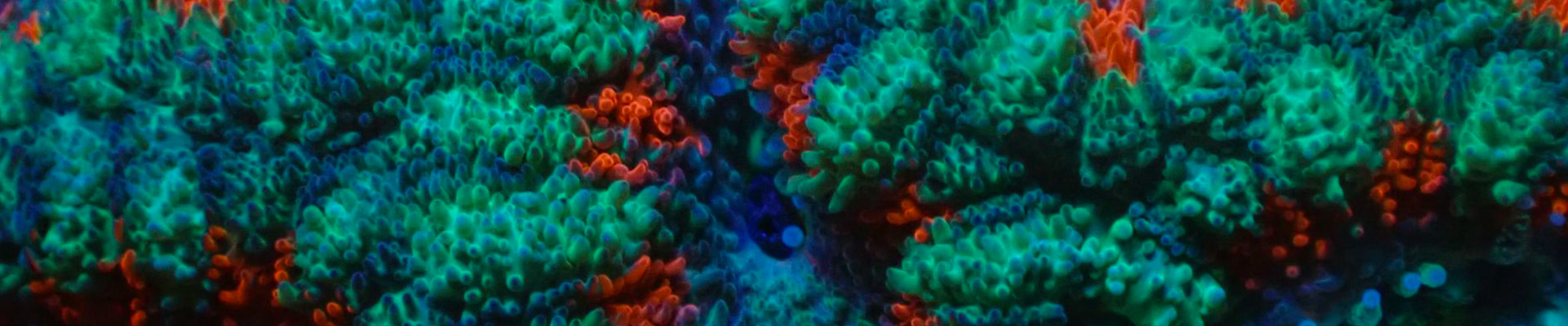 micromussa-kategorie-header Nahaufnahme einer Micromussa in Violett und Türkis