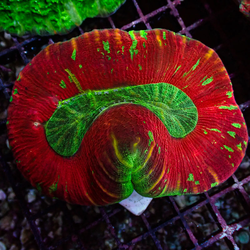 Trachyphyllia Trachyphyllia