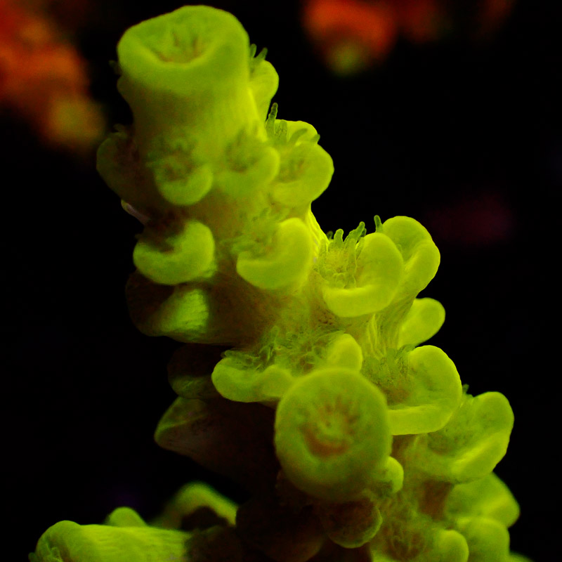 Acropora Neon Acropora Neon