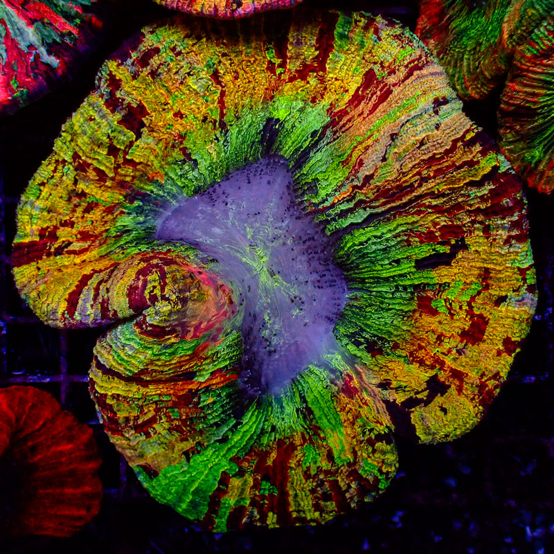 Trachyphyllia Trachyphyllia