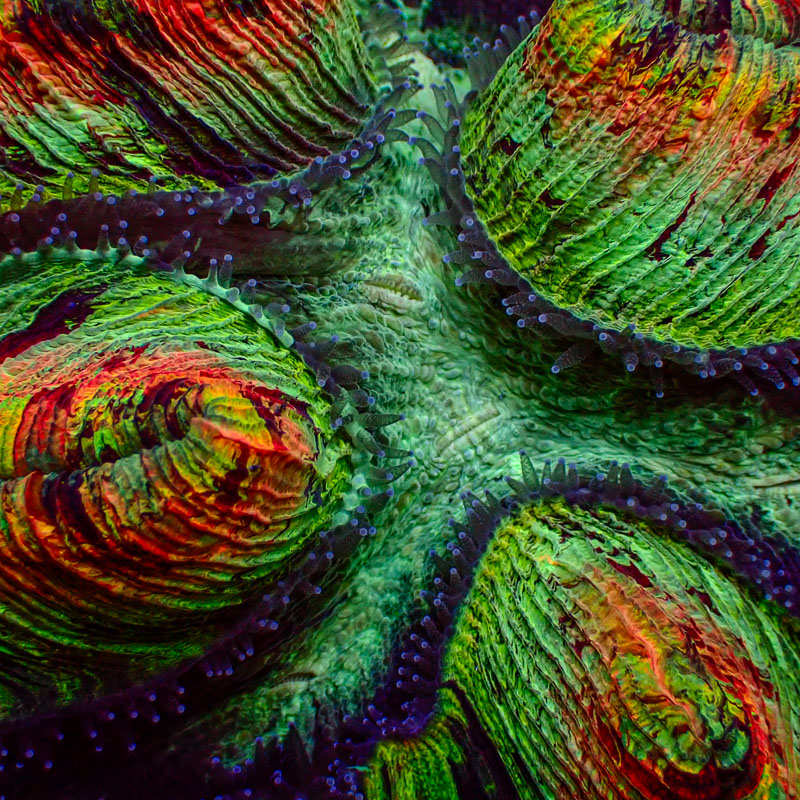 Trachyphyllia Trachyphyllia