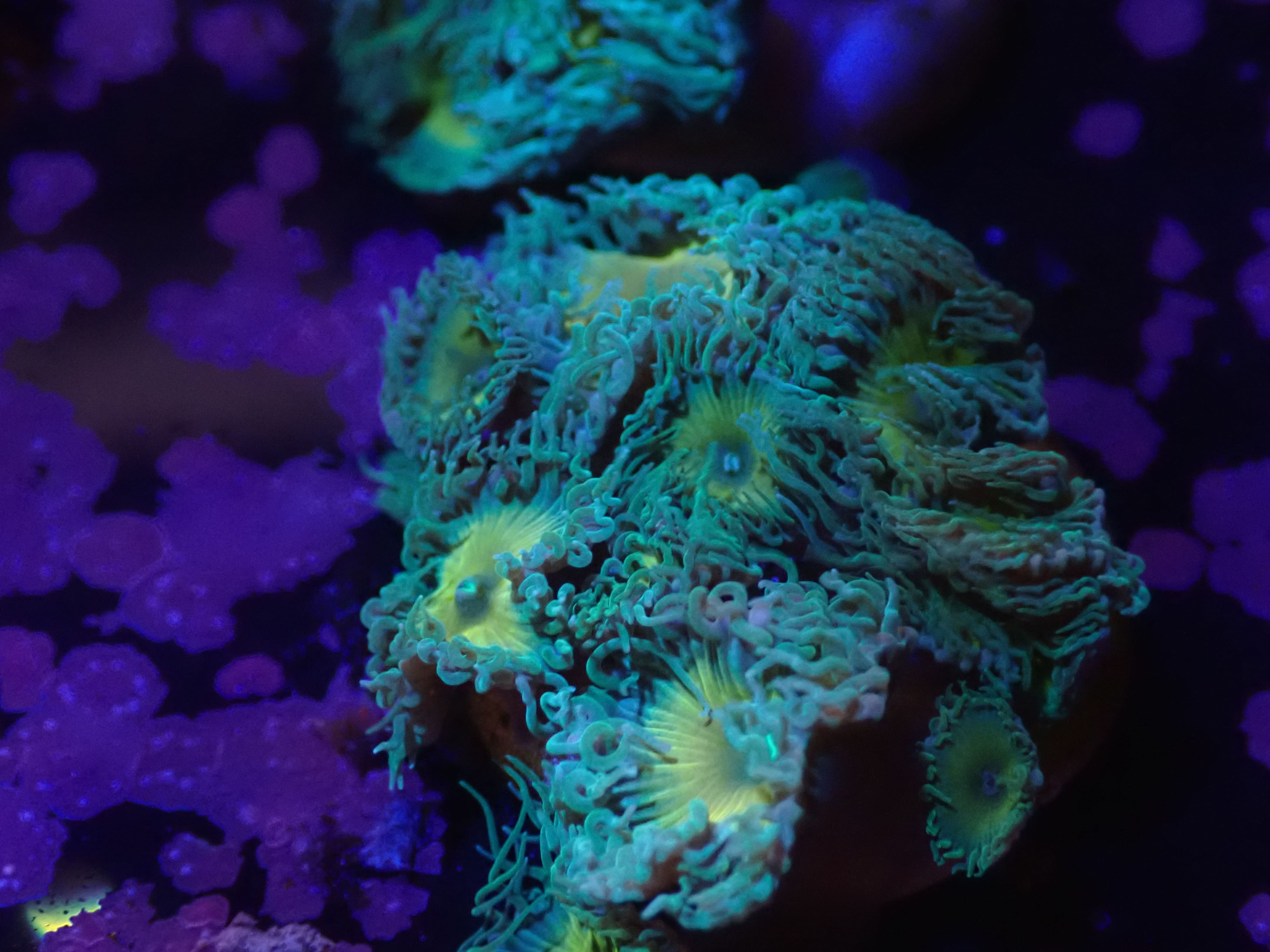 Palythoa Captain Jerk DNZ Palythoa Captain Jerk DNZ