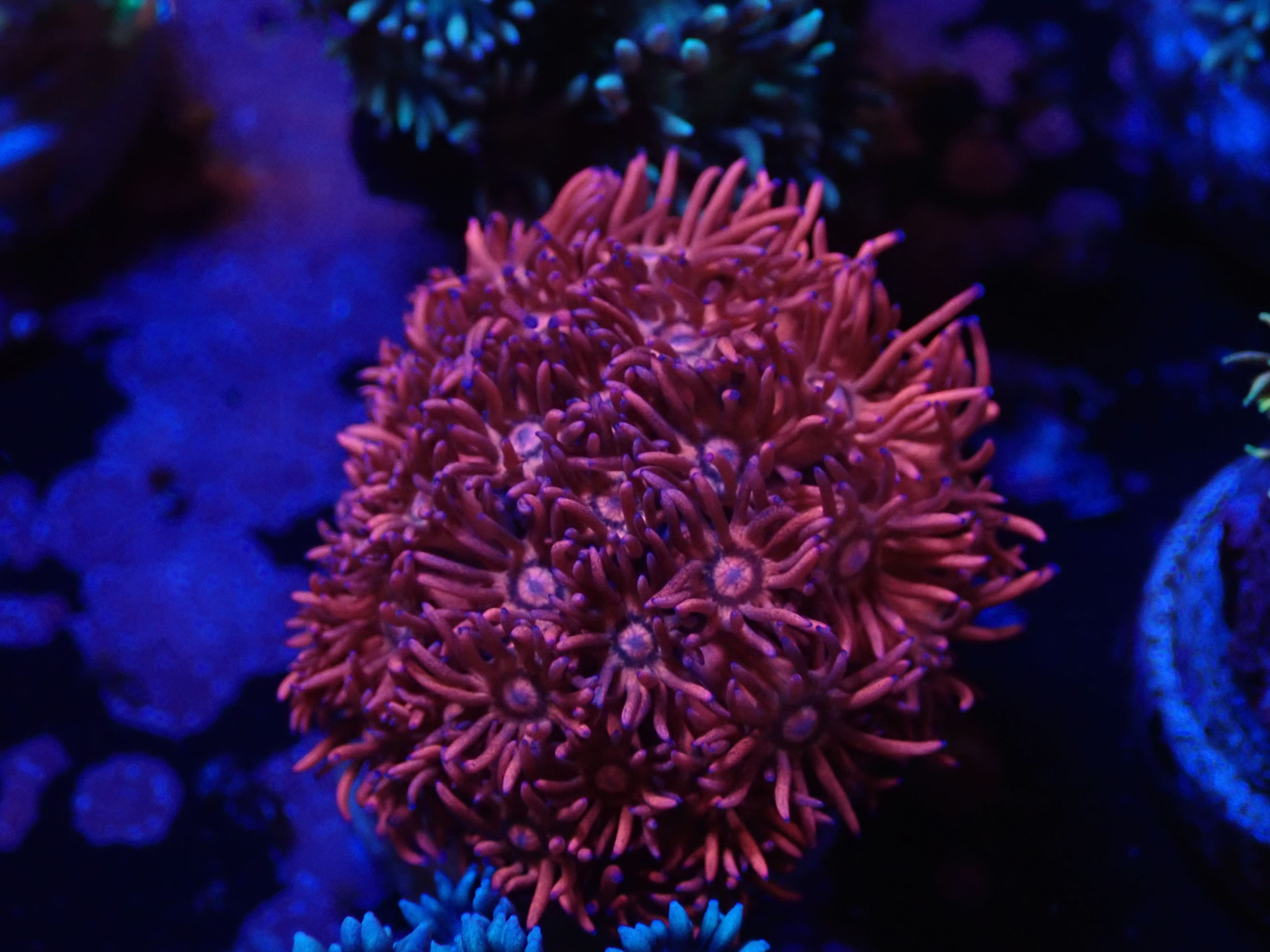 Goniopora rot blau DNZ Goniopora rot blau DNZ