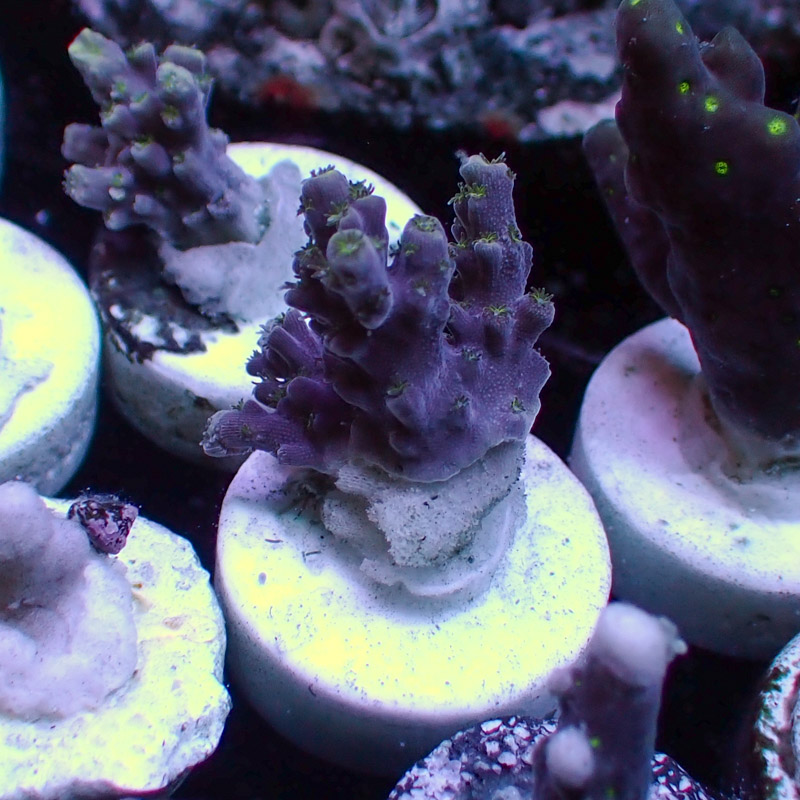 MC Acropora Blueberry DNZ