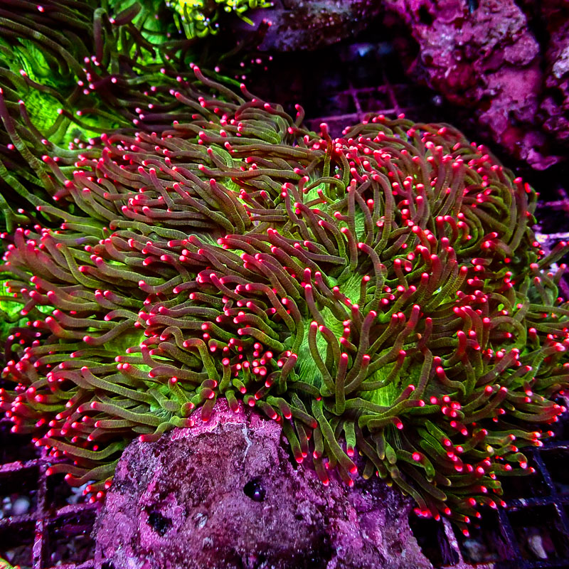 Catalaphyllia Pink Tips Catalaphyllia Pink Tips