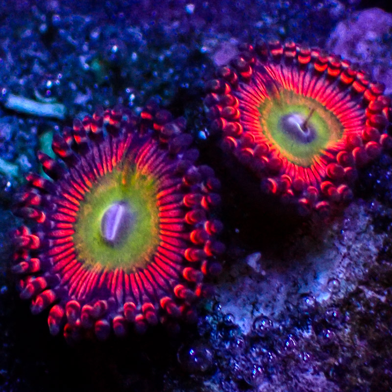 Zoanthus SBB Hephaestus Zoanthus SBB Hephaestus