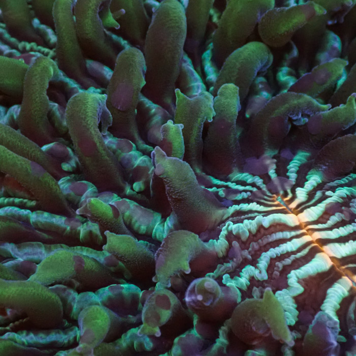 Fungia Rainbow Fungia Rainbow