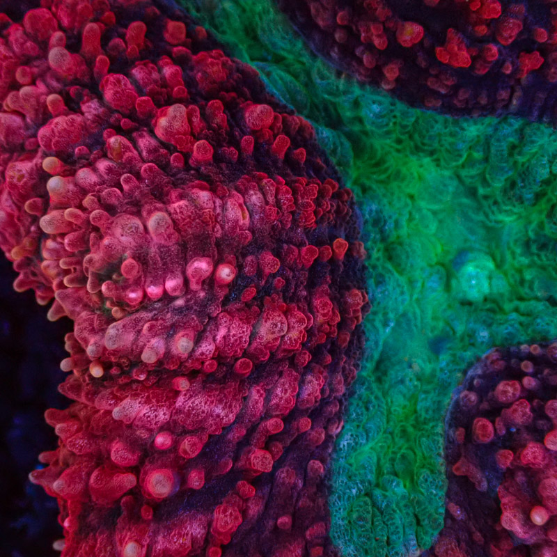 Lobophyllia Lobophyllia