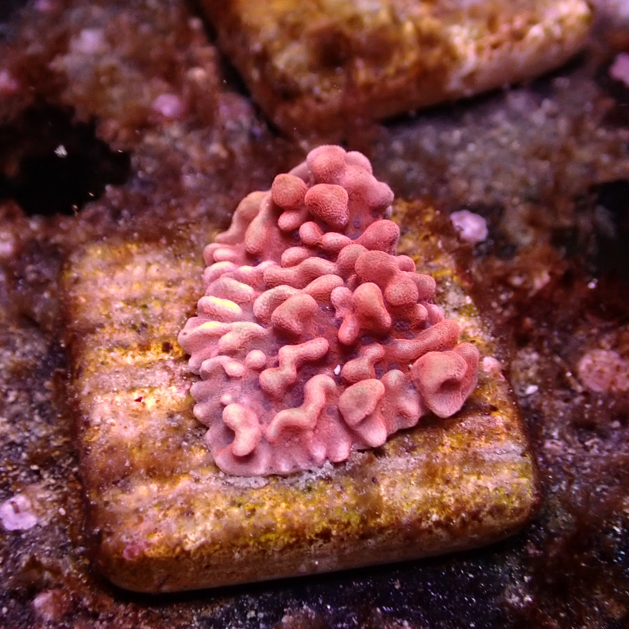 Montipora Mean Streak Frag 12