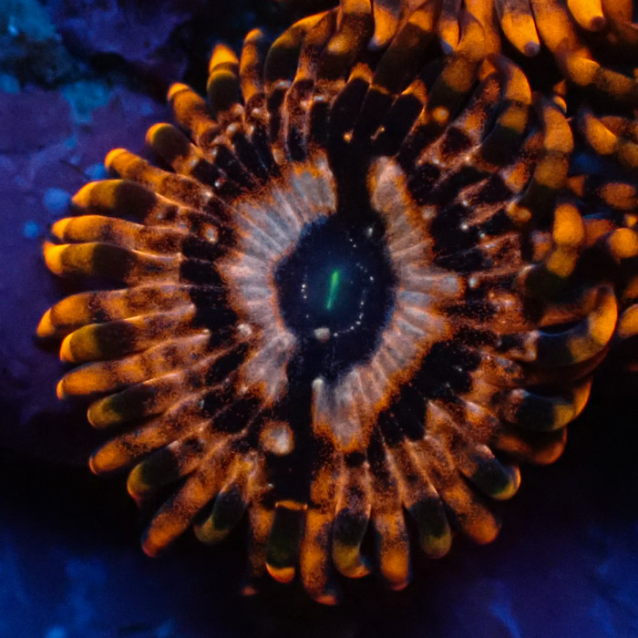 Zoanthus MC Utter Chaos Zoanthus MC Utter Chaos