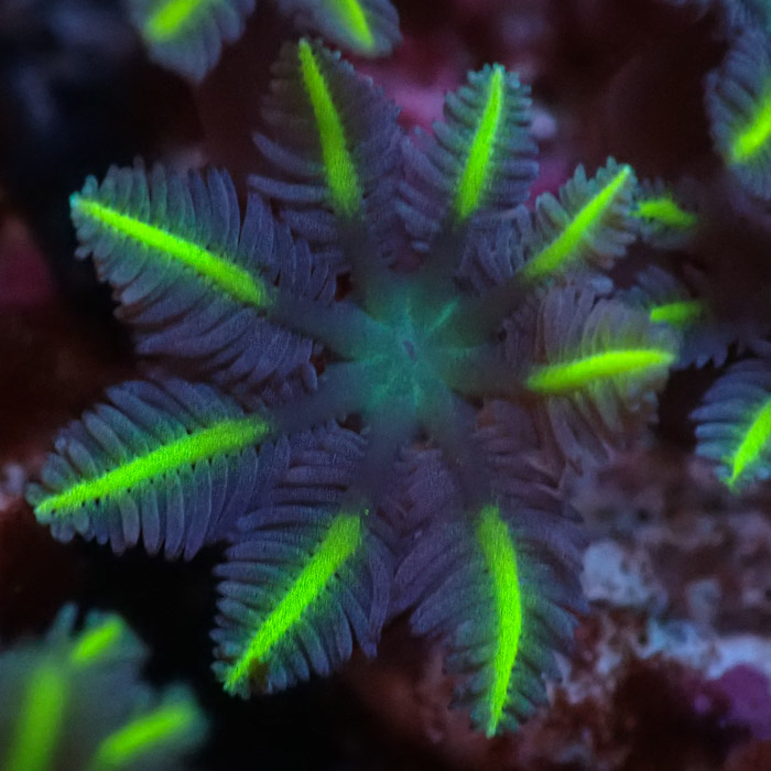 Clavularia MC Ultra Green Clavularia MC Ultra Green