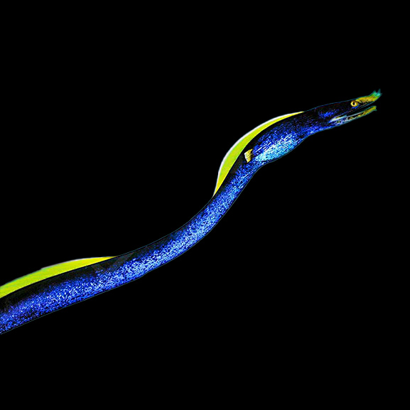 Nasen Muräne blau Nasen Muräne blau